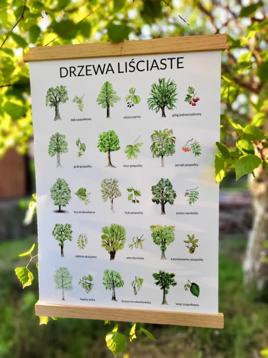 Plakat drzewa liściaste na wieszaku