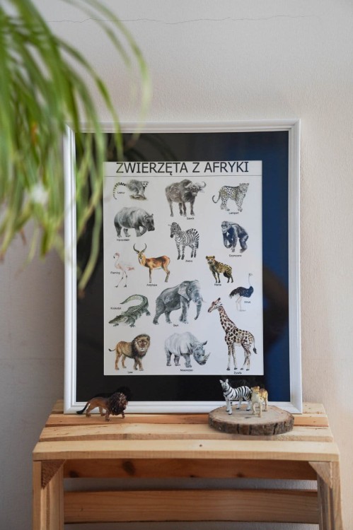 Plakat edukacyjny Zwierzęta Afryki w ramce