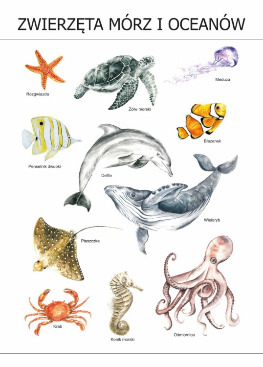 Plakat edukacyjny Zwierzęta mórz i oceanów