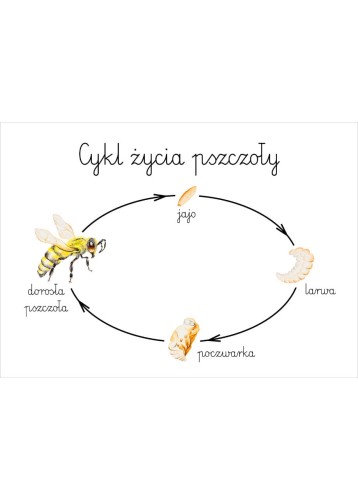 Plakat edukacyjny cykl życia pszczoły A3