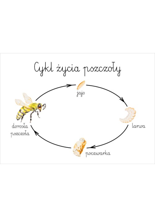 Plakat edukacyjny cykl życia pszczoły A3