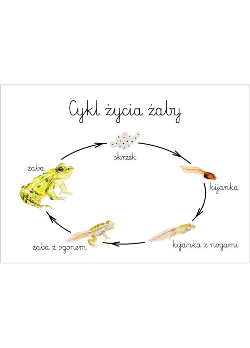 Plakat edukacyjny Cykl życia żaby A3