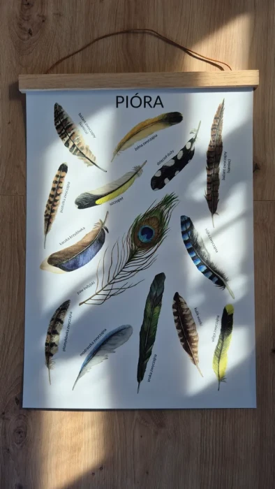 Plakat edukacyjny pióra
