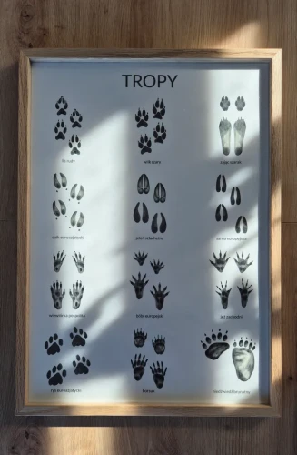 Plakat edukacyjny tropy