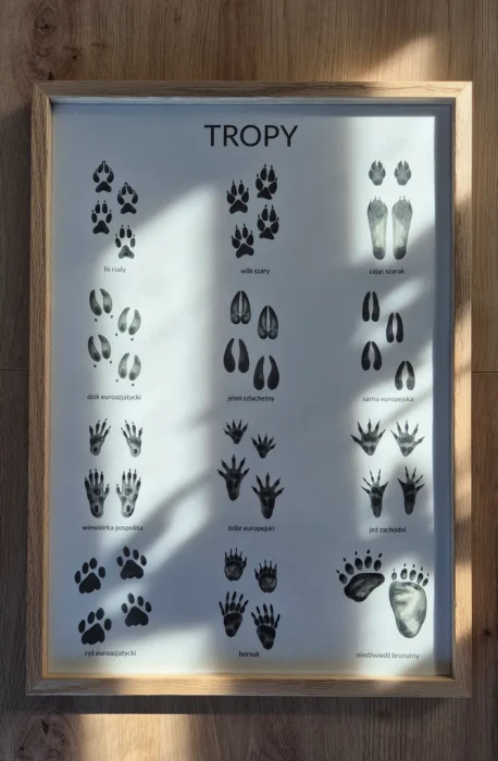 Plakat edukacyjny tropy
