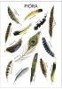 plakat pióra