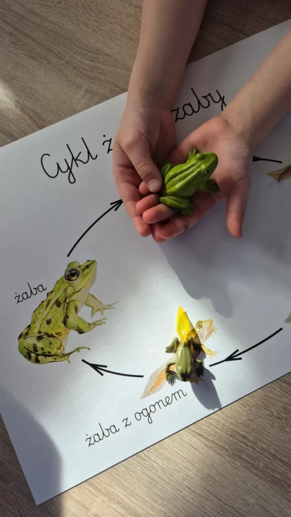 Cykl życia żaby z plakatem figurki