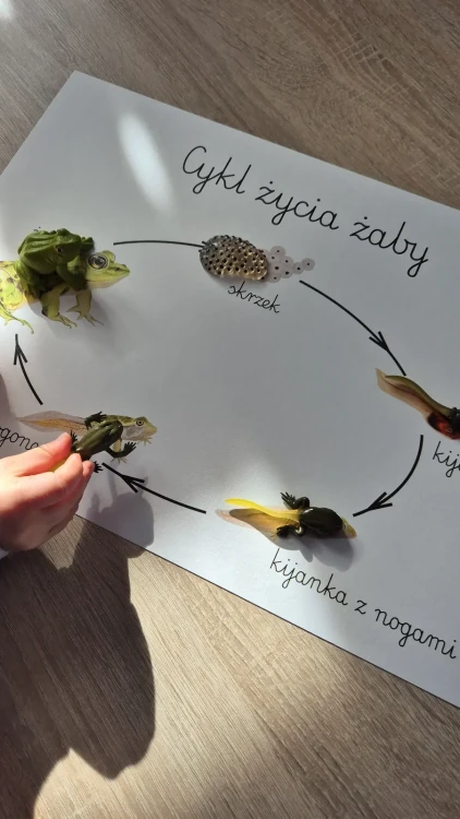 Cykl życia żaby z plakatem2 figurki safari LTD.