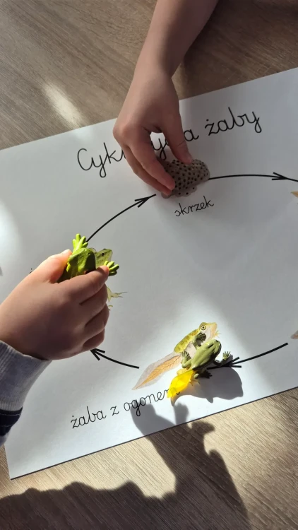 Cykl życia żaby z plakatem3 figurki