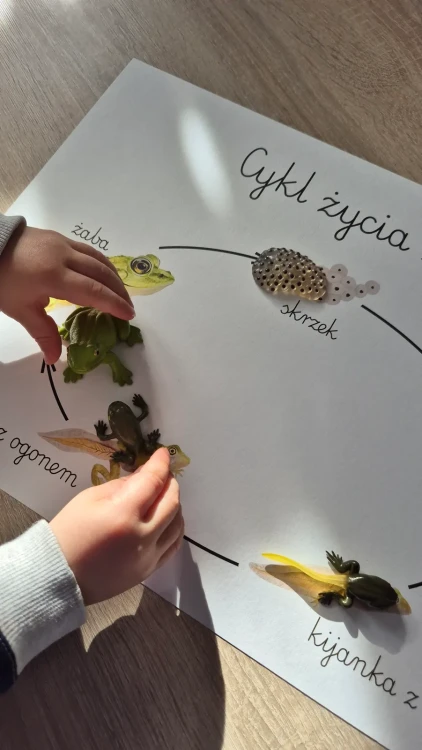 Cykl życia żaby z plakatem4 figurki