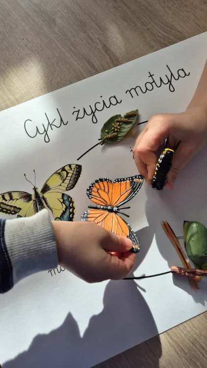 Cykl życia motyla z plakatem wspólna zabawa
