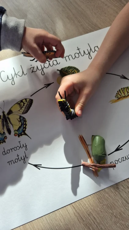 Cykl życia motyla z plakatem zabawa dzieci