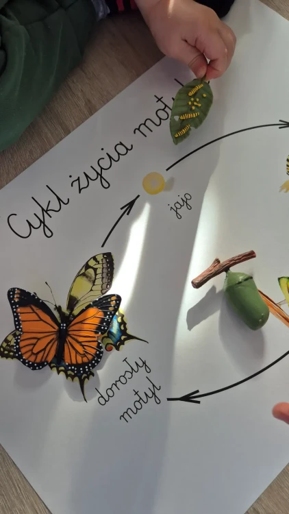Cykl życia motyla z plakatem z figurkami