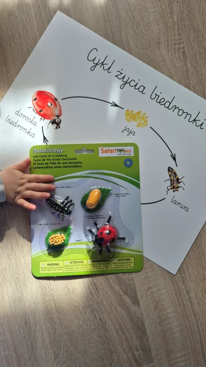 Cykl życia biedronki z plakatem prezentacja figurek