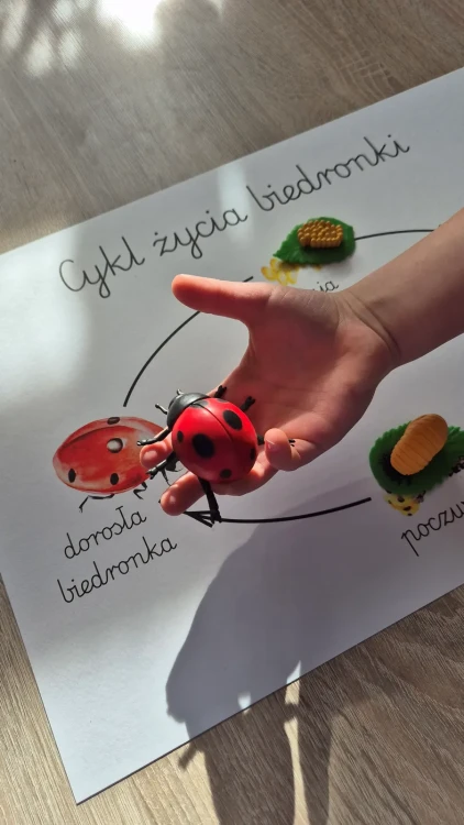 Cykl życia biedronki z plakatem figurka Safari LTD.
