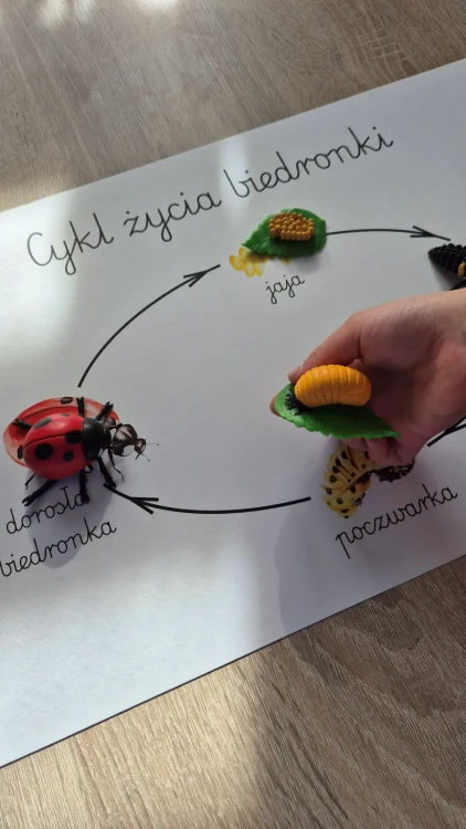 Cykl życia biedronki z plakatem figurka biedronka