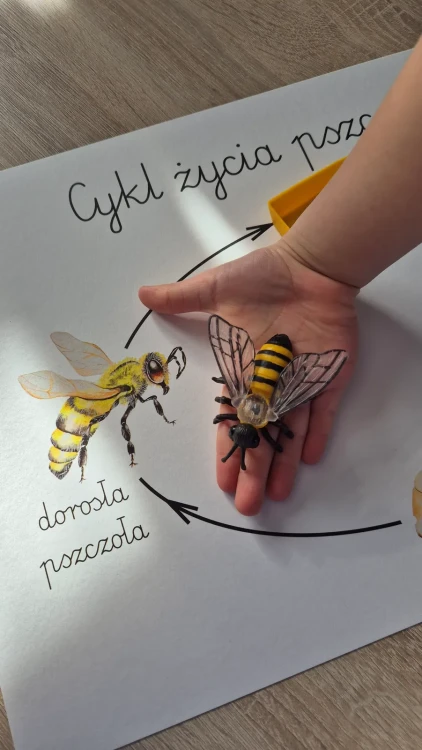 Cykl życia pszczoły figurki edukacyjne