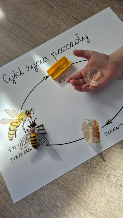 Cykl życia pszczoły z figurkami firmy Safari